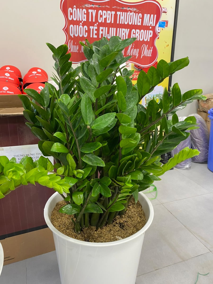 C&acirc;y Kim Ng&acirc;n - Qu&agrave; Tặng Lễ Khai Trương May Mắn.